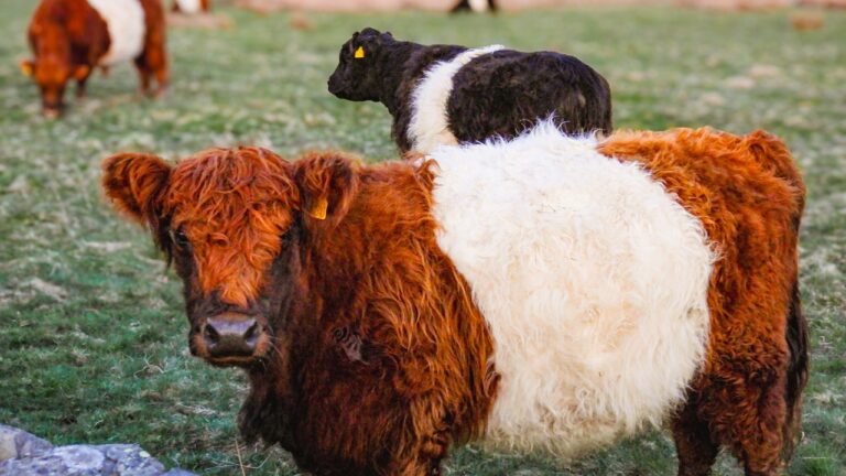 7 Rare Cow Breeds You’ll Want to See
