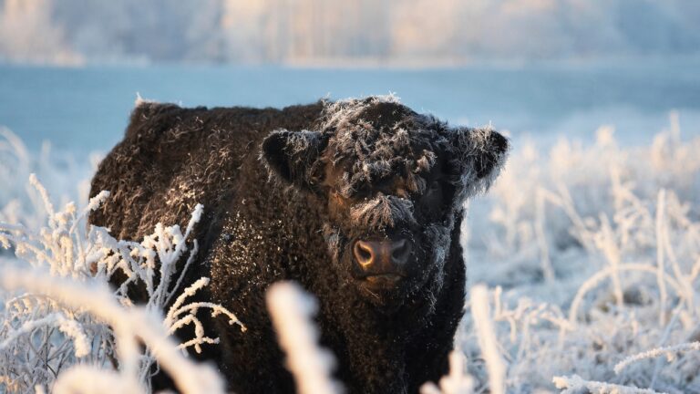 8 livestock breeds that handle cold weather best