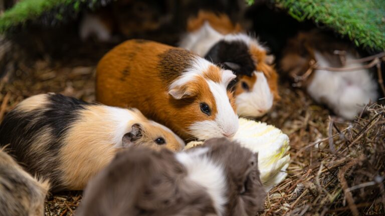 8 animals that practically take care of themselves