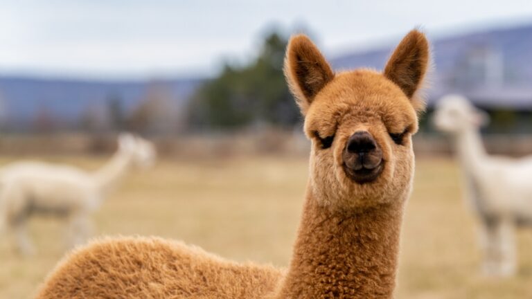 6 cutest alpaca and llama breeds for small farms