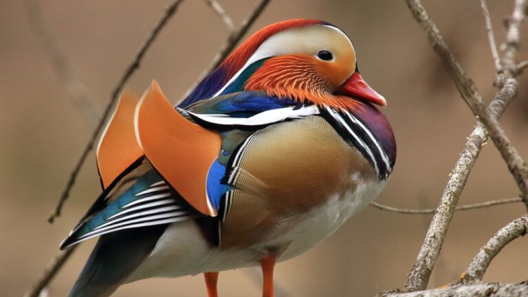 10 animals with markings you have to see to believe