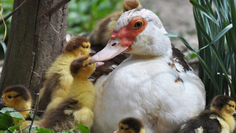 10 tiny animals that thrive on small homesteads