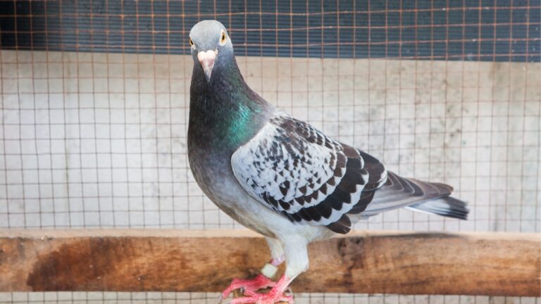 8 animals that can thrive on little space