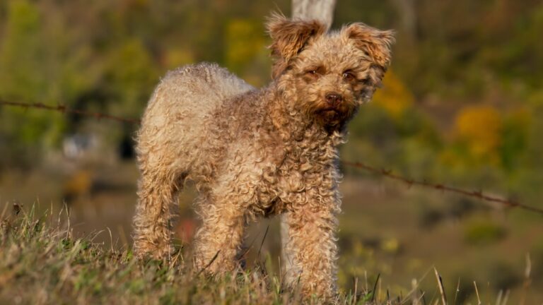 8 best dogs for herding on small farms