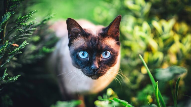 7 cat breeds that hunt better than most dogs