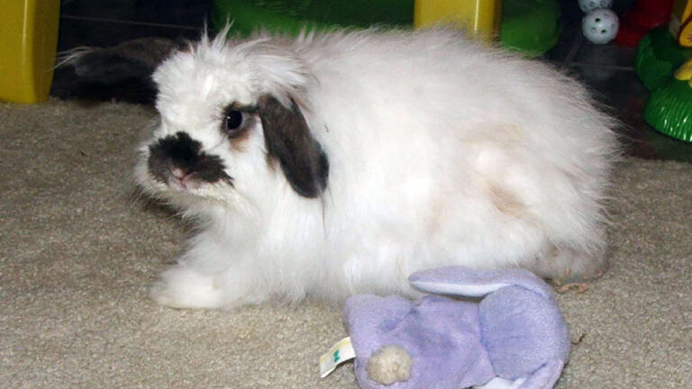 10 rabbit breeds with the softest fur – Fix It Homestead
