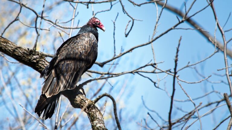 10 Things in the Yard That’ll Attract Buzzards Fast