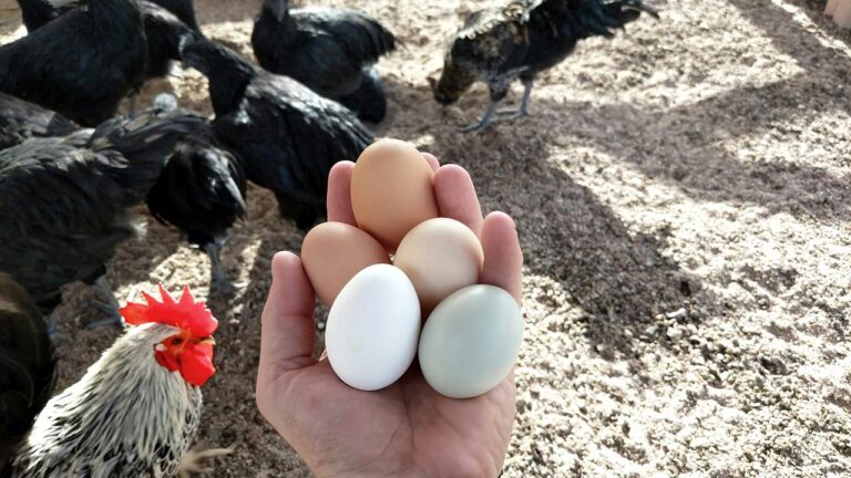 7 chickens that lay eggs you’ll actually want to show off