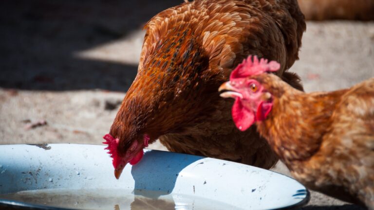 What You’ll Regret Leaving Uncovered If You’ve Got Chickens