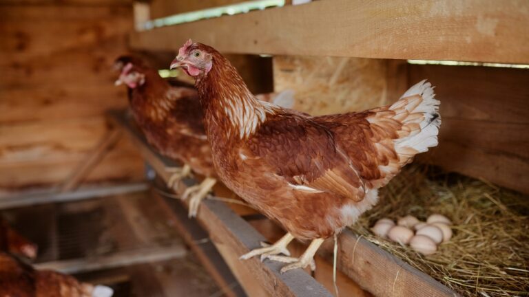 12 chicken breeds that lay the most eggs