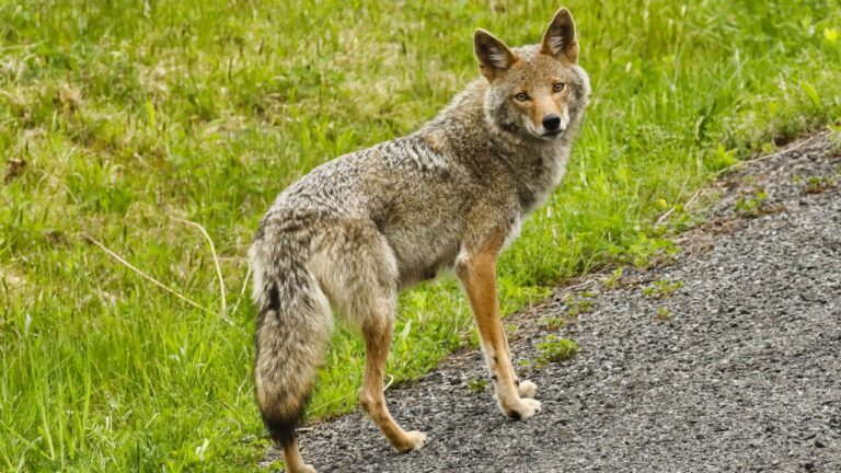 What Actually Keeps Coyotes Out of the Yard (And What Didn’t)