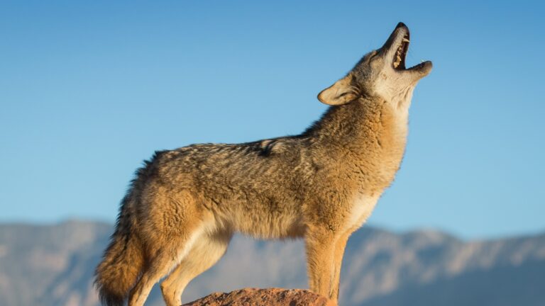 What You’ll Wish You’d Done When You Hear Coyotes Overnight