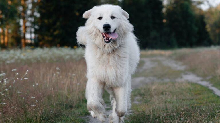 9 Things Dog Owners Learn Fast When They Move to the Country