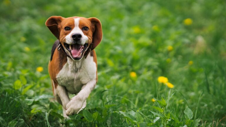 10 Things You Learn Fast When Your Dog Runs Off in the Country