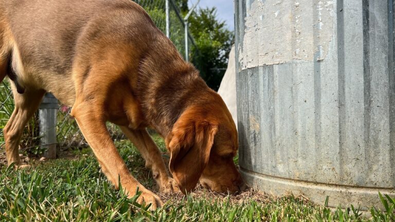 What You Should Never Leave Out if You’ve Got a Roaming Dog Problem