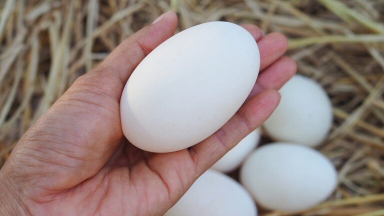 7 best duck breeds for egg production