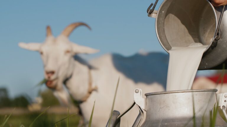 7 goats that give great milk and are easy to raise
