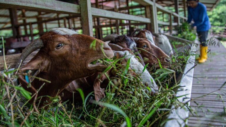 6 Goats That Eat First and Ask Questions Later