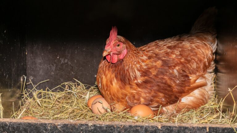 9 Things That’ll Ruin a Nesting Box Setup Fast