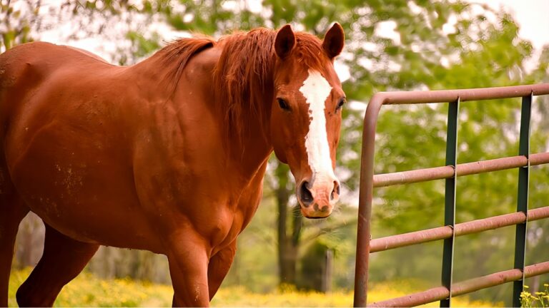 What You’ll Wish You Knew About Gates Before the Animals Get Out
