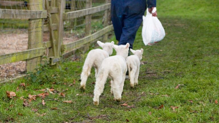7 Animals That Follow You Around Like a Shadow