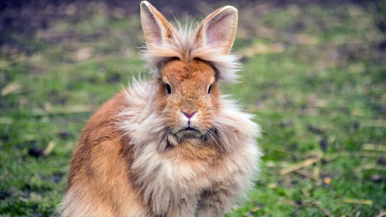 10 rabbit breeds with the softest fur