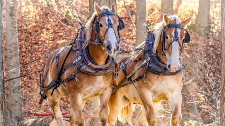 8 most trainable farm animals