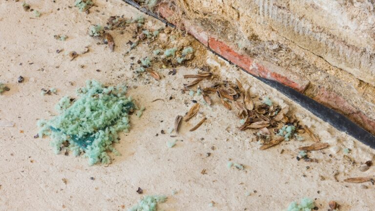 Experts say these are 9 signs you’ve got a rodent problem starting