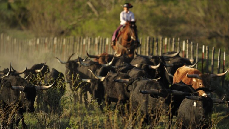 What You Shouldn’t Do When Moving Animals Between Pens