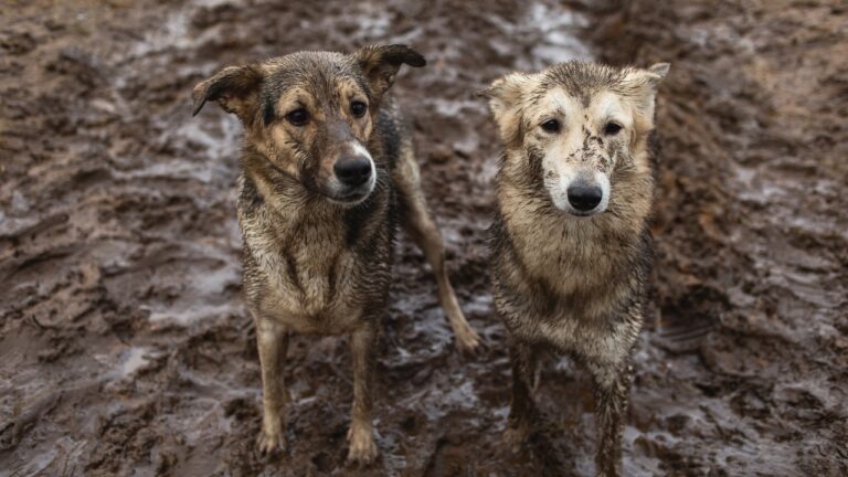 11 Things You’ll Wish You Knew Before Letting Your Dog Roam Free