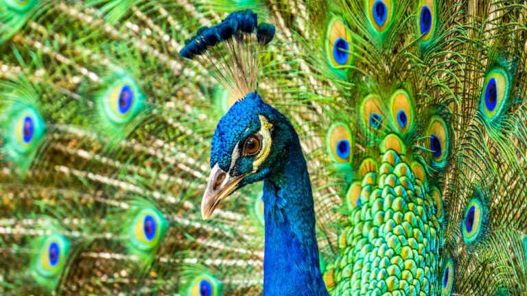 8 animals that don’t listen like you want them to