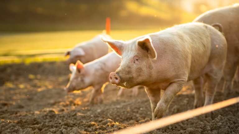 7 Animals That Refuse to Be Herded