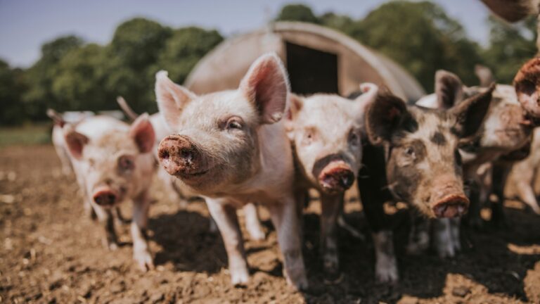 7 animals you can raise without spending big on housing