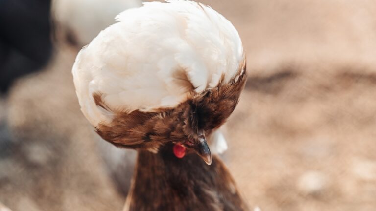 6 chickens with hairdos better than yours