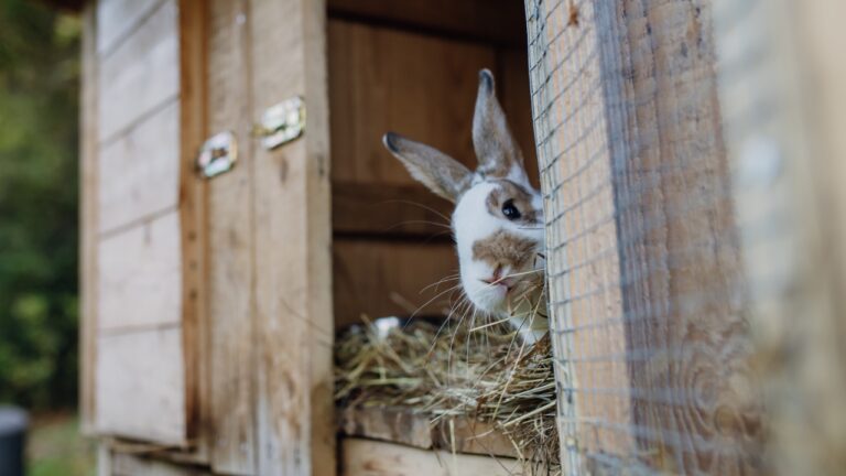 7 best first animals for small properties