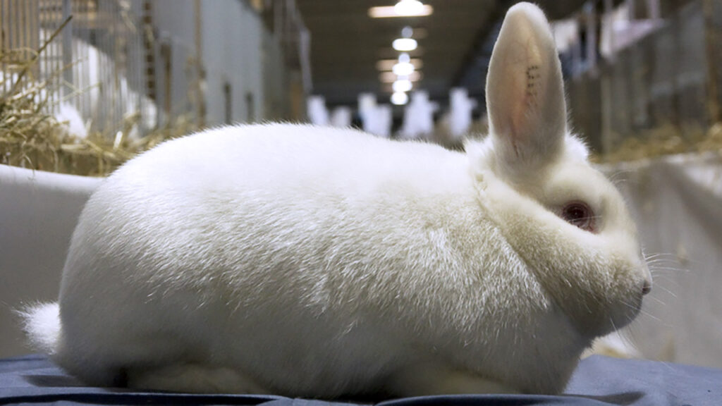 The Rabbit Fur Types 10 rabbit breeds with the softest fur - Fix It Homestead