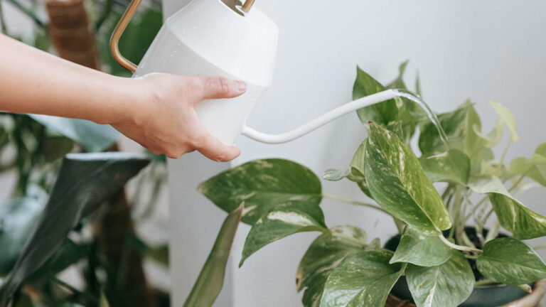 15 Plant-Parent Habits That Help Houseplants Through Winter