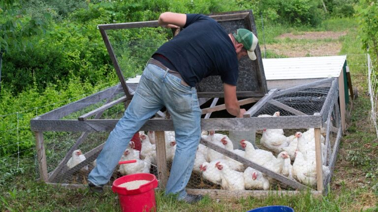 Backyard flock biosecurity matters more right now and this is the simple routine to follow