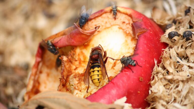 10 smells pest control pros say attract bugs