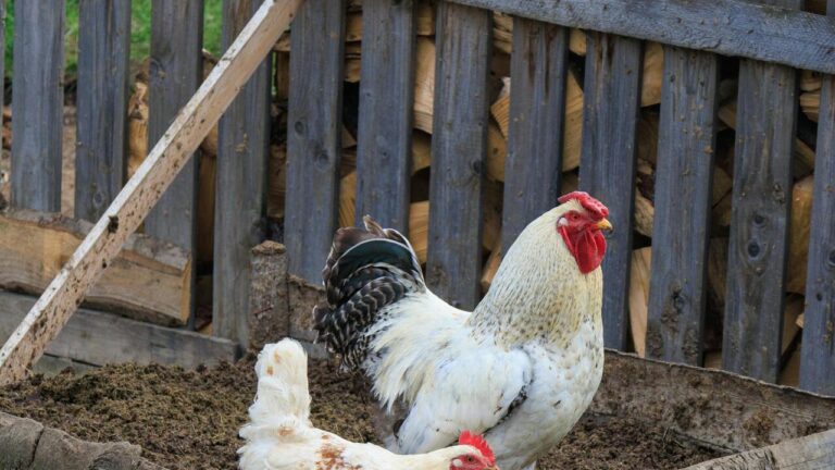 Do Chickens Need Heat in Winter? What Actually Keeps a Flock Safe