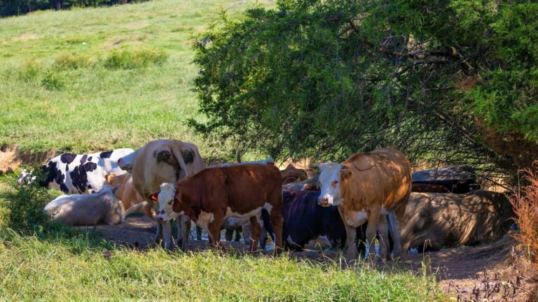 8 signs your land is working against your homestead goals