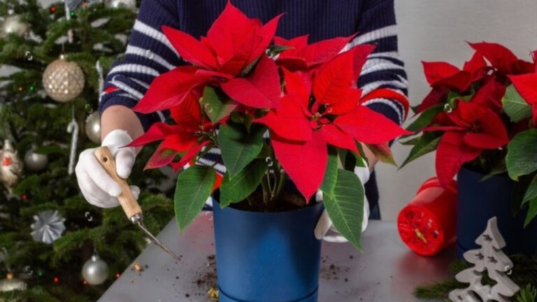 What to do with poinsettias so they look good past New Year’s