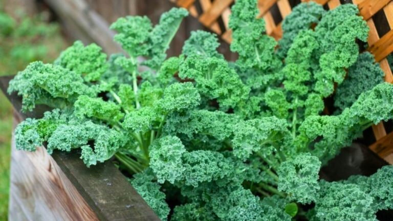 The cabbage and kale plan that keeps beds green through winter