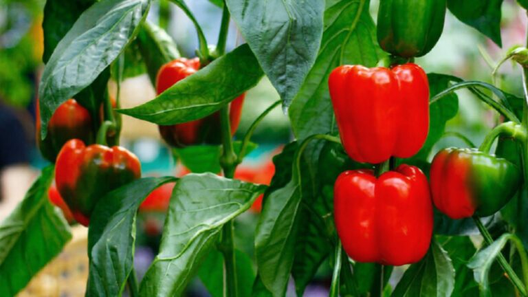 How to overwinter peppers for an earlier harvest next year