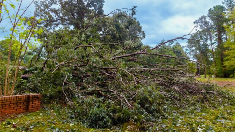 If your neighbor’s tree falls in your yard: who pays and what to do first