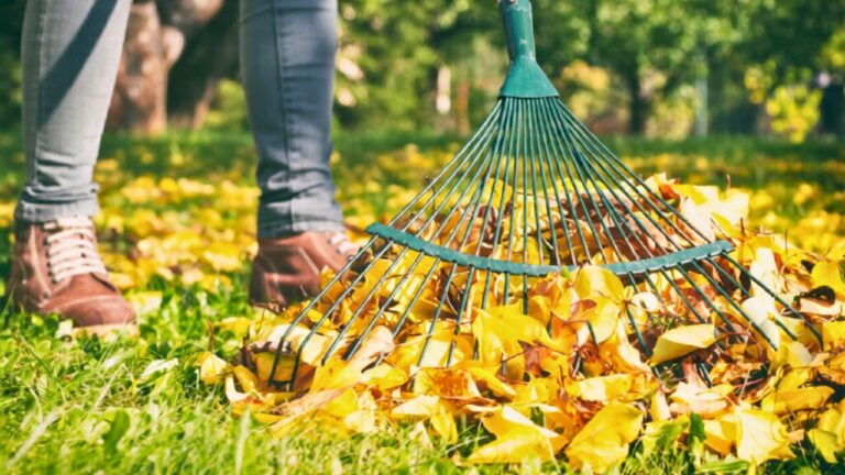 What to do with fallen leaves when you do not want more mulch