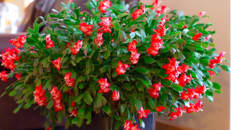9 Houseplants That Thrive All Winter Long