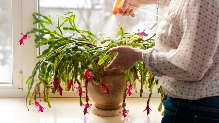 Five clubhouse rules for a Christmas cactus that actually blooms