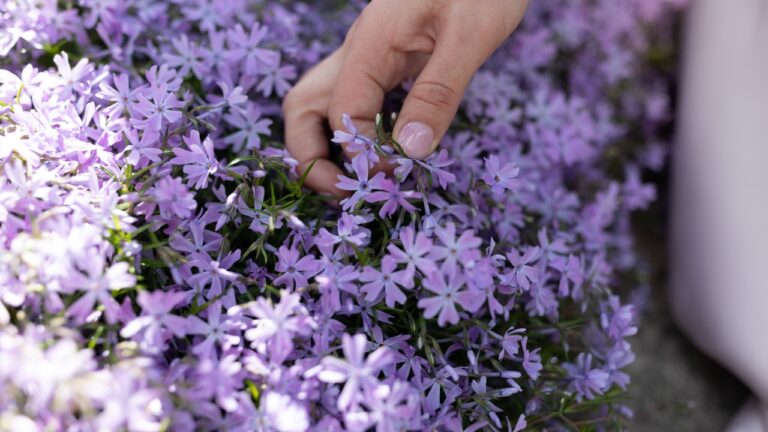 10 Ground Covers That Stay Green Even in Cold Weather