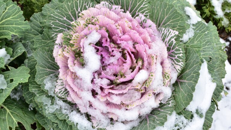 The porch greenery that survives a hard freeze